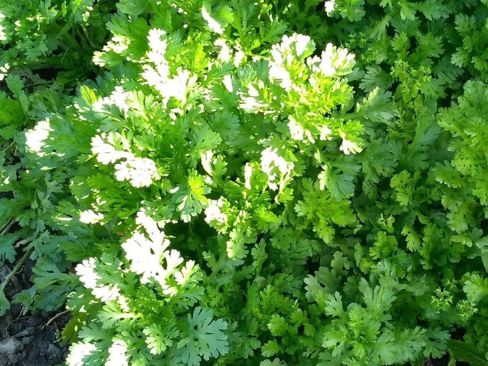 Bài thuốc nam trị ho và bệnh đường hô hấp