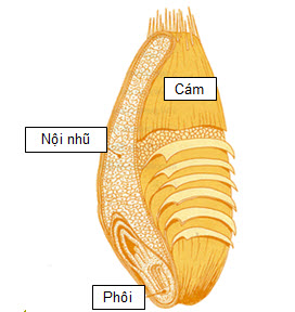 Cấu tạo hạt ngũ cốc