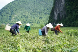 Người nông dân chăm sóc cây đậu hạt