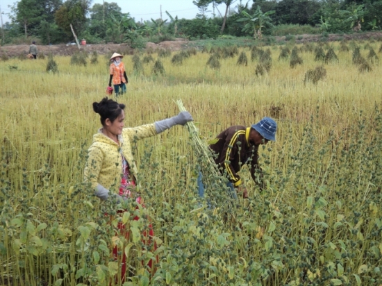 Thu hoạch đậu hạt