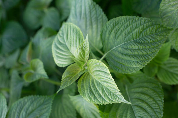 green perilla leaves blooming in rural fields