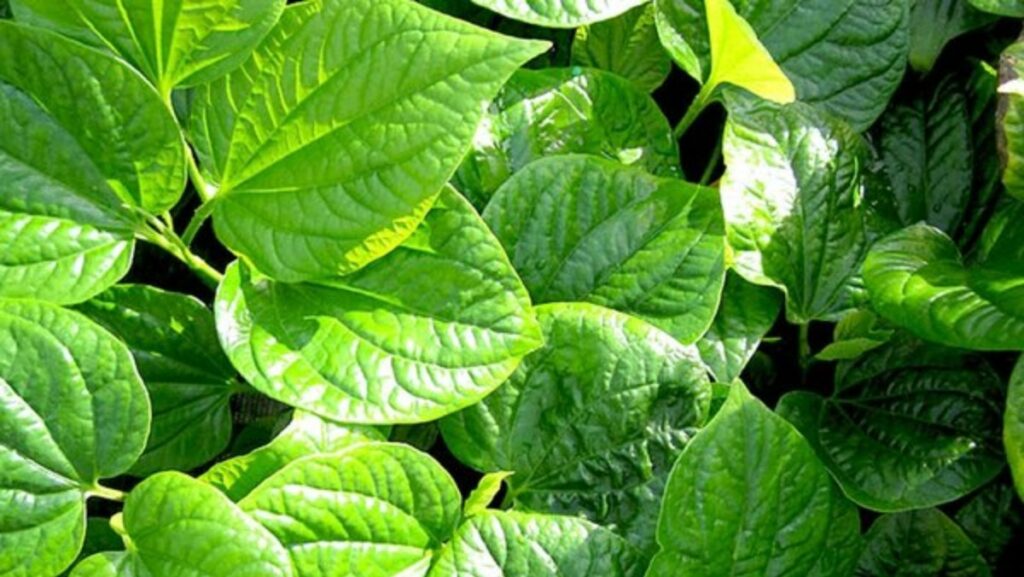 lá lốt