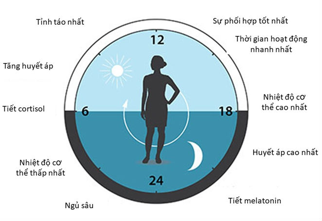 thay doi melatonin cortisol o nguoi 24 gio ngay