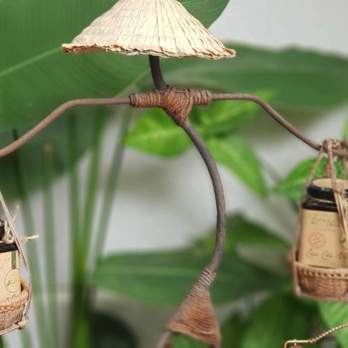 cao-che-vang-quang-tri-vuon-nhien cao-che-vang-quang-tri-vuon-nhien