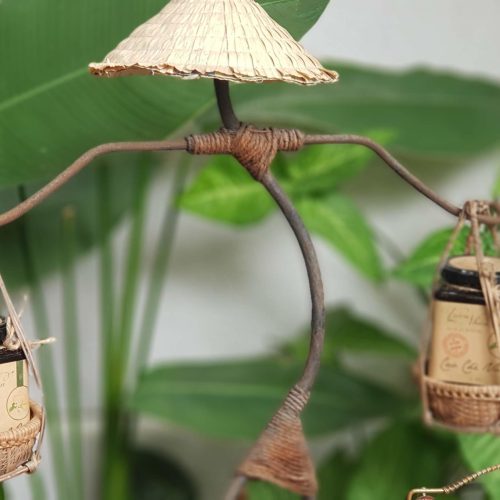 cao-che-vang-quang-tri-vuon-nhien